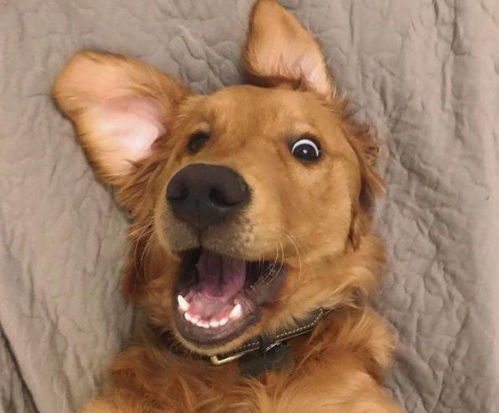 Dogecoin mining profile